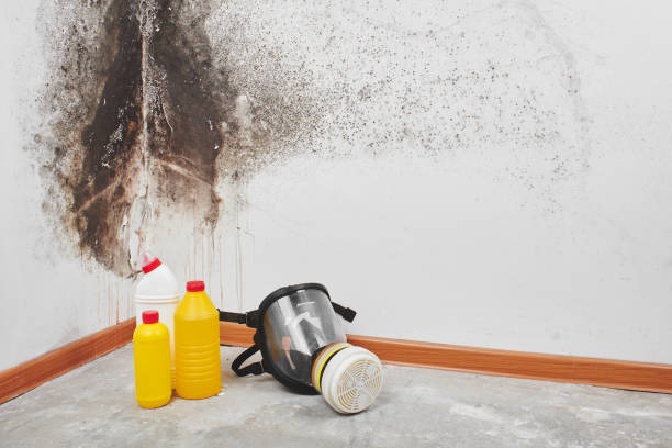 Best HVAC Mold Remediation in Wellington, OH