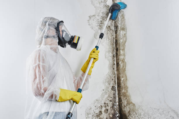 Professional Mold Remediation in Wellington, OH