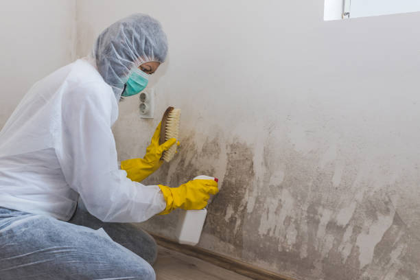 Wellington, OH Mold Remediation Company