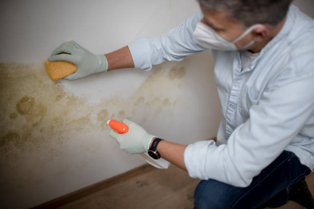 Best Health and Safety Mold Remediation in Wellington, OH