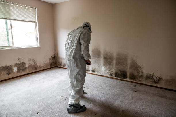 Best White Mold Remediation in Wellington, OH