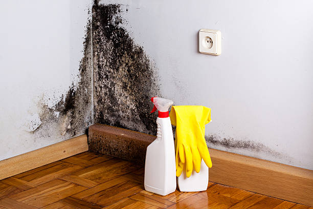 Best Mold Remediation for Schools in Wellington, OH